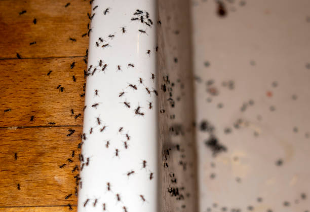Best Pest Prevention Services  in Scarsdale, NY