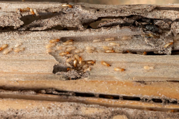 Best Wildlife Control Services  in Scarsdale, NY